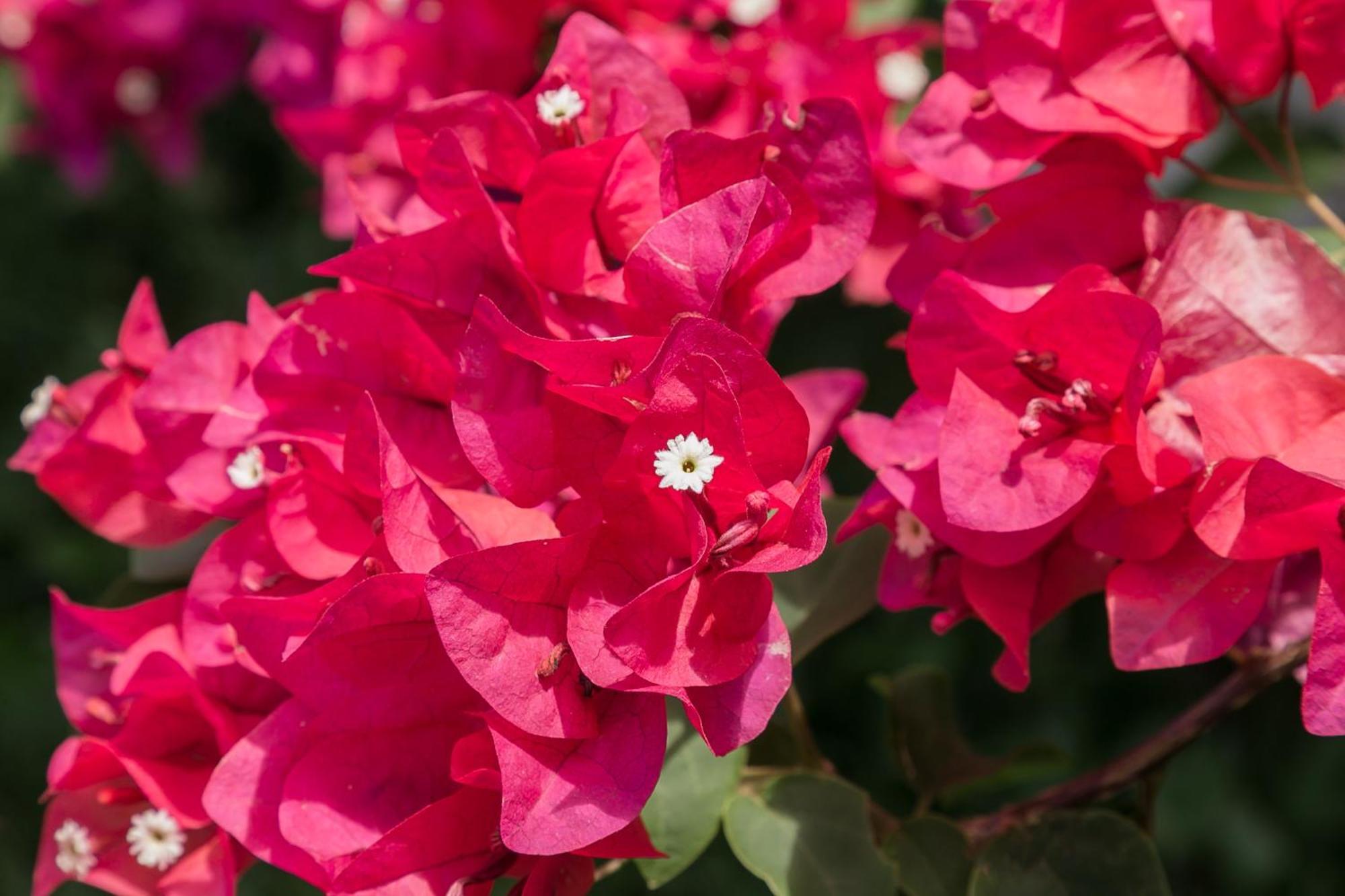 דירות Botanic Bliss Living In קינגסטון מראה חיצוני תמונה