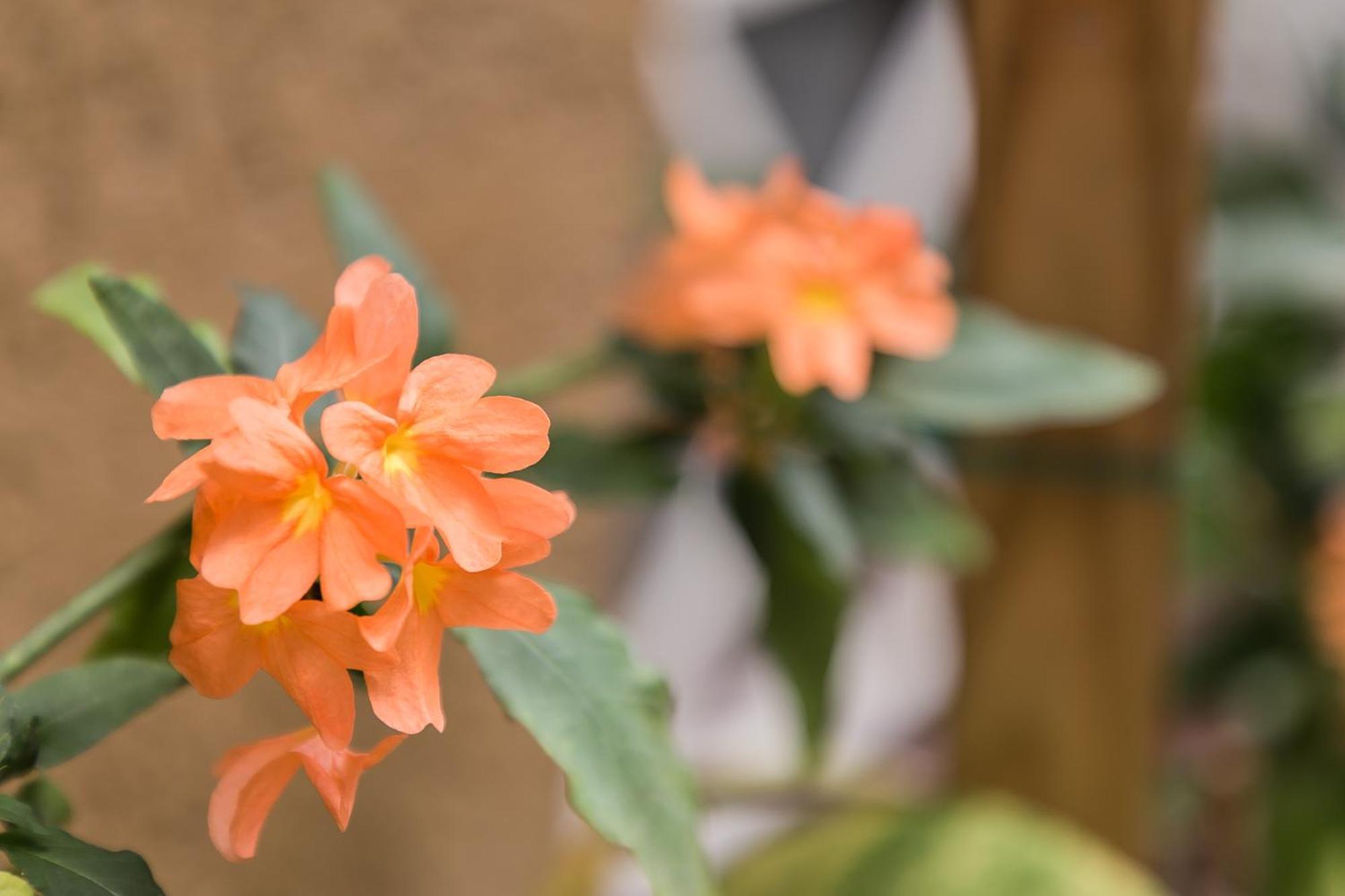 דירות Botanic Bliss Living In קינגסטון מראה חיצוני תמונה